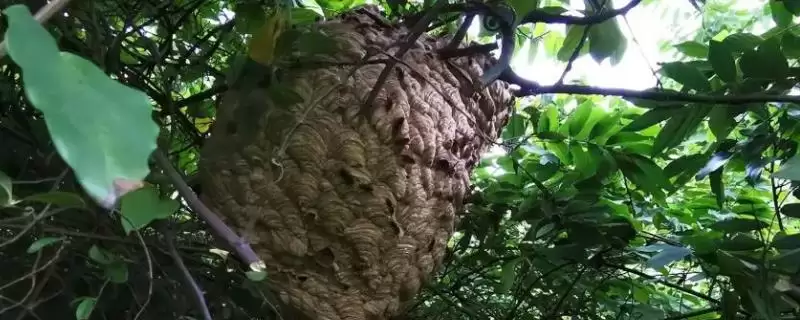 捅了马蜂窝过多久蜜蜂才会离开,大型马蜂可能会停留1-2天-会东网