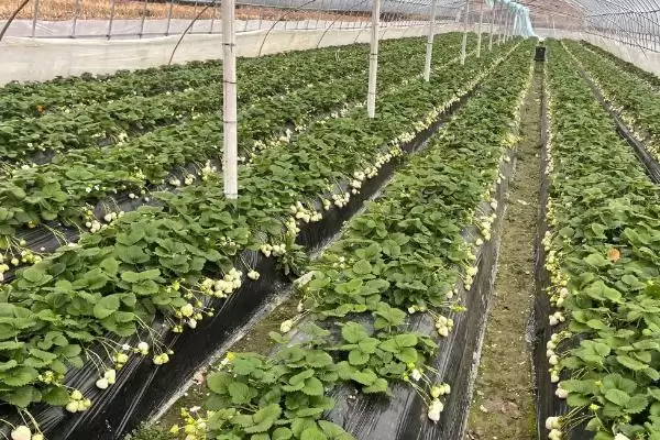 图片[3]-农村种植赚钱新宠：秋葵的种植与收益秘籍-会东网