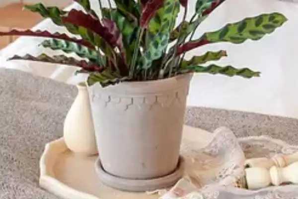 猫眼竹芋要怎么进行养殖呢 ,猫眼竹芋养殖温度保持 20-30℃插图5 猫眼竹芋要怎么进行养殖呢 ,猫眼竹芋养殖温度保持 20-30℃插图5