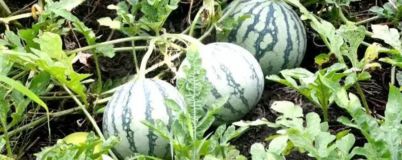 解决西瓜空心原因及防治方法的方法和重点?应对西瓜空心要做好哪些细节?-会东网