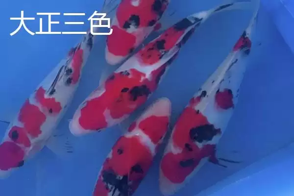 图片[7]-锦鲤鱼的简介 ,锦鲤鱼是一种怎样的观赏鱼呢-会东网
