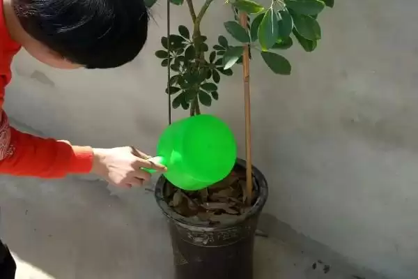 金钱树的浇水施肥方法 ,金钱树如何进行浇水和施肥插图3 金钱树的浇水施肥方法 ,金钱树如何进行浇水和施肥插图3