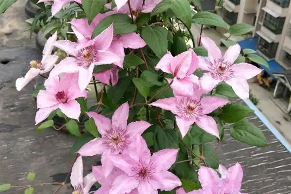 图片[3]-铁线莲的花语？了解铁线莲花语要探究哪些文化象征和寓意内涵要点？-会东网