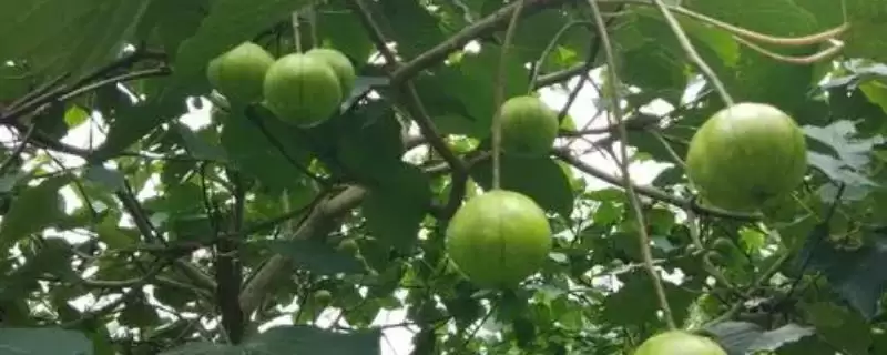 了解一亩桐子树产量的方法和重点？了解一亩桐子树产量要做好哪些细节？-会东网