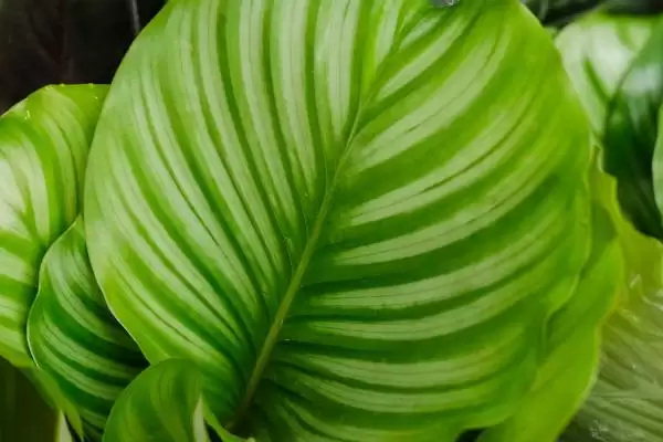 怎样养苹果竹芋长得快,最好将其置于半阴环境中插图1 怎样养苹果竹芋长得快,最好将其置于半阴环境中插图1