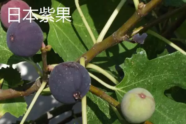 图片[2]-适合在家种植的无花果品种？选择在家种植的无花果品种要关注哪些特性？-会东网