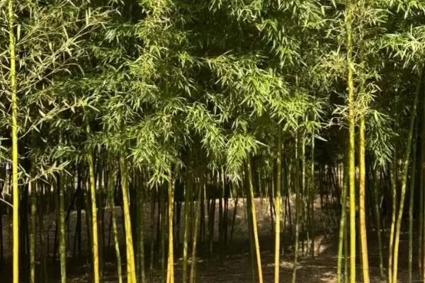 图片[7]-竹子种植成本的核算和要点？种植竹子成本计算需关注哪些？-会东网