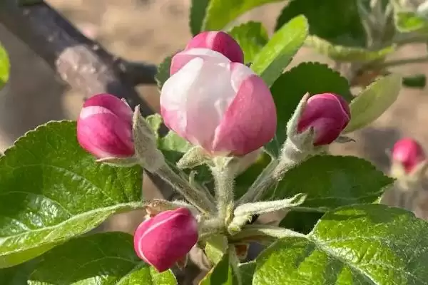 苹果树光长条不开花怎么解决,需要将生长过长的枝条进行短截处理插图4 苹果树光长条不开花怎么解决,需要将生长过长的枝条进行短截处理插图4