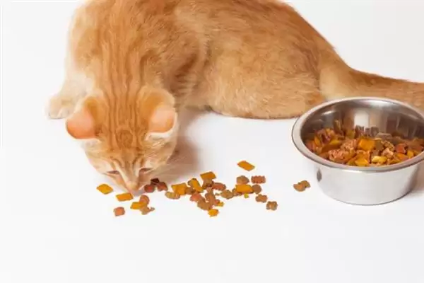 猫咪吃干粮和湿粮各有什么优缺点 ,干粮价低易胖湿粮补水期短插图5