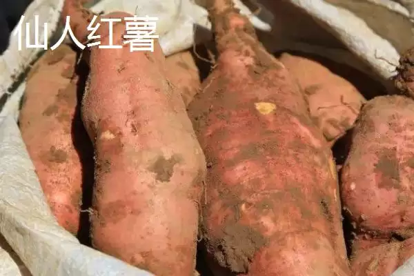 图片[9]-山西阳泉的特产，连翘茶是当地的特色茶种-会东网
