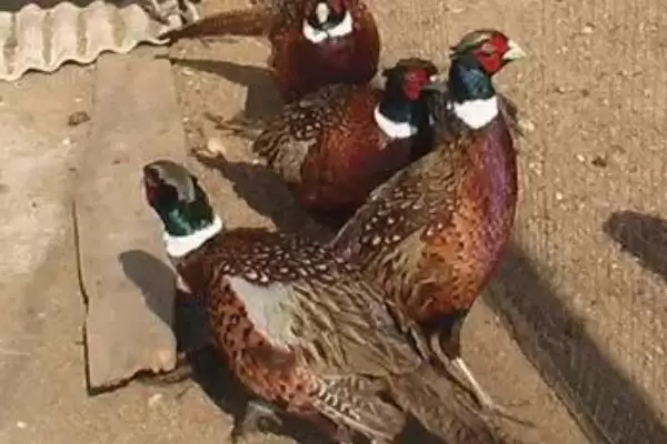 评估养殖七彩山鸡可行性的方法和重点?养鸡要做好哪些项目评估?插图5 评估养殖七彩山鸡可行性的方法和重点?养鸡要做好哪些项目评估?插图5