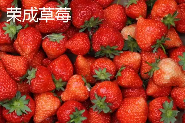 图片[6]-山东荣成的特产，荣成海参堪称参中之王-会东网