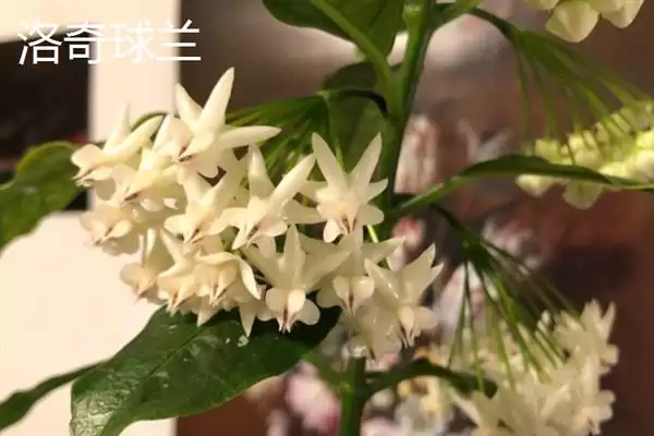 球兰换盆最佳时间解析：一年四季可换盆的优势及注意插图11