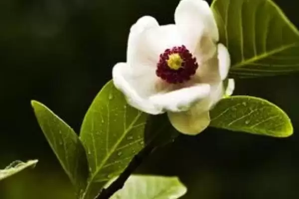 图片[4]-天女花怎么种？种植天女花要掌握哪些从选地、播种到养护的关键步骤？-会东网