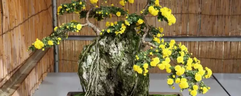 盆栽菊花施肥时机:除冬天外其他季节施肥的技巧-会东网