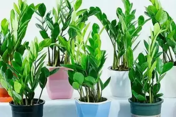 金钱树冬天的养护方式 ,金钱树冬天该怎么进行养护插图2