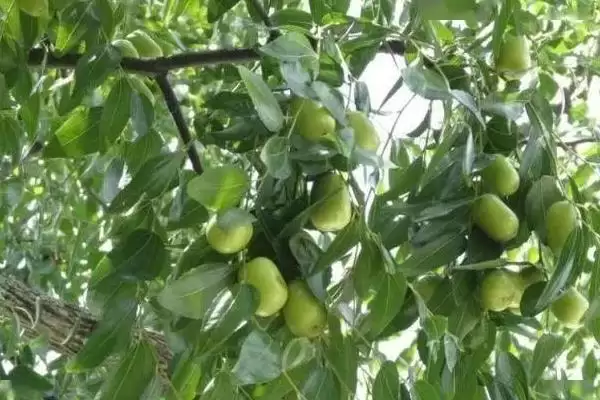 图片[4]-如何才能提高冬枣坐果率？种植冬枣提高坐果率要运用哪些方法？-会东网