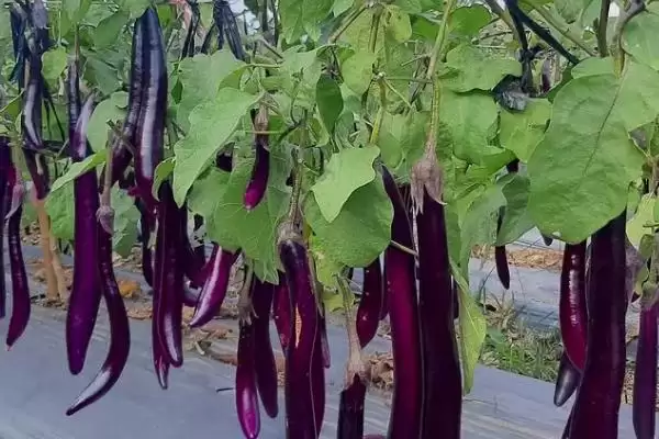 茄子亩产量揭秘:通常7000-8000斤左右的丰收成果插图1 茄子亩产量揭秘:通常7000-8000斤左右的丰收成果插图1