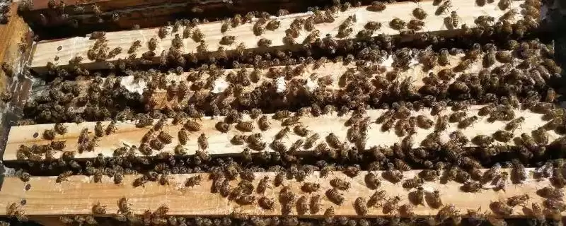 一箱蜜蜂一年产多少蜜,蜂种、蜜源、气候和技术均会影响产量-会东网
