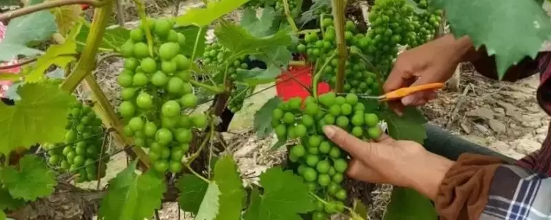 了解种葡萄除瘪粒原因的方法和重点？了解种葡萄除瘪粒原因要做好哪些细节？-会东网