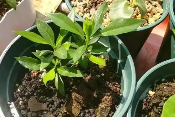 图片[5]-判断栀子花能否水培成活的方法和重点？判断栀子花能否水培成活要做好哪些细节？-会东网