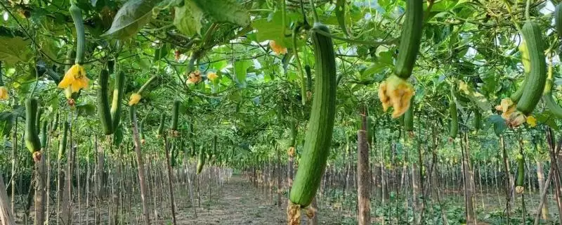 丝瓜高产施肥方法的方法和重点？丝瓜施肥要做好哪些细节达高产？-会东网