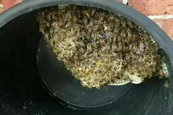 图片[4]-桶养中华蜜蜂有什么缺点，管理不便、产蜜量低、不利于保护蜂种-会东网