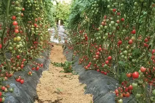 图片[3]-圣女果设施栽培技术？在设施内栽培圣女果要遵循哪些种植技术？-会东网