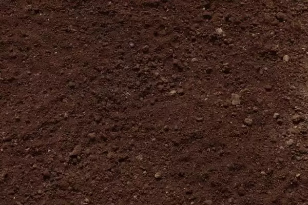 剑兰的养殖与注意事项 ,剑兰如何养殖及要注意什么插图1