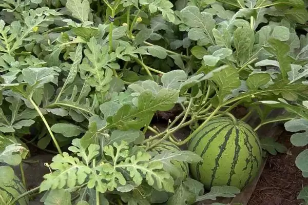 了解无籽西瓜种子价格的方法和重点?掌握无籽西瓜种子价格要做好哪些细节?插图2 了解无籽西瓜种子价格的方法和重点?掌握无籽西瓜种子价格要做好哪些细节?插图2