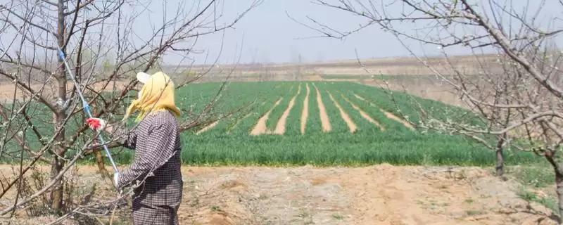 春季苹果园如何正确清园,包含物理清园和化学清园-会东网