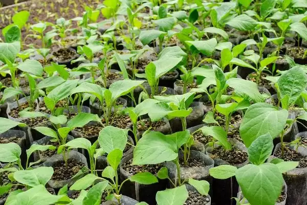 茄子苗盘育苗技巧:种子处理后播种的操作要点插图1 茄子苗盘育苗技巧:种子处理后播种的操作要点插图1