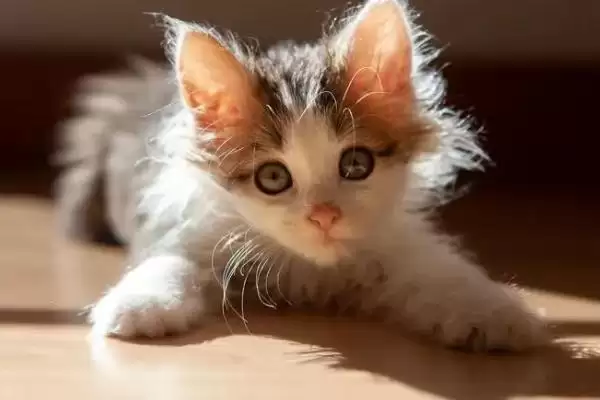 图片[2]-治疗猫咪脂肪肝的方法和重点？治疗猫咪脂肪肝要做好哪些细节？-会东网
