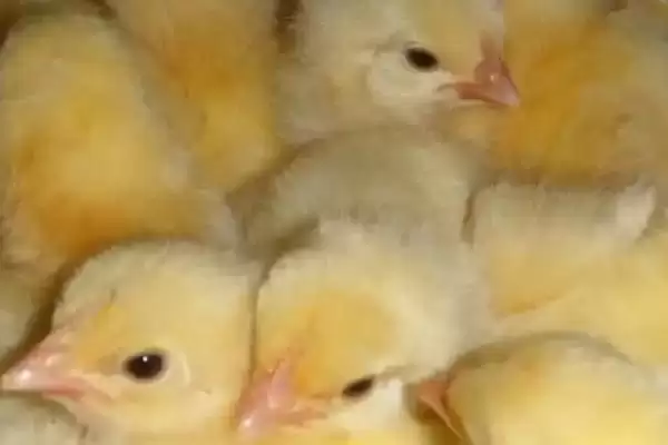 把握小鸡饲养要点的方法和重点?养鸡要做好哪些幼鸡喂养规划?插图2 把握小鸡饲养要点的方法和重点?养鸡要做好哪些幼鸡喂养规划?插图2