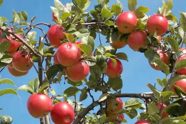 苹果树光长条不开花怎么解决,需要将生长过长的枝条进行短截处理插图3 苹果树光长条不开花怎么解决,需要将生长过长的枝条进行短截处理插图3