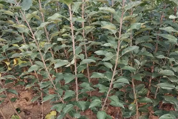 烟富苹果树苗有什么品种,以下4种比较常见插图2 烟富苹果树苗有什么品种,以下4种比较常见插图2