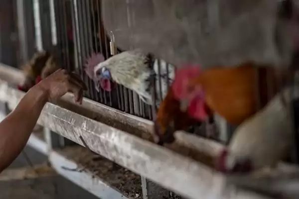 提高养鸡经济效益的方法和重点?养鸡要做好哪些效益提升策略?插图9 提高养鸡经济效益的方法和重点?养鸡要做好哪些效益提升策略?插图9