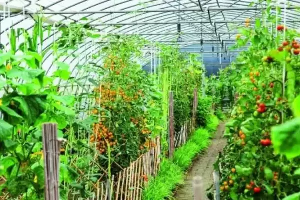 图片[3]-蔬菜卖不出去的情况下怎么办？应对蔬菜滞销要采取哪些有效的解决办法？-会东网