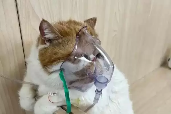 猫支气管哮喘有哪些症状表现 ,猫支气管哮喘急性者呼吸急促等插图4 猫支气管哮喘有哪些症状表现 ,猫支气管哮喘急性者呼吸急促等插图4