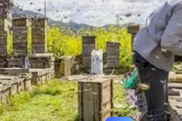 图片[9]-养蜂有没有补贴，取决于当地的政策-会东网
