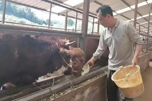 牛缺钙的早期症状警示：消化障碍和异嗜现象早发现插图3