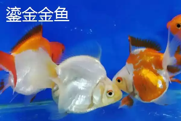图片[4]-买金鱼去哪里买比较好 ,买金鱼选择什么市场合适-会东网