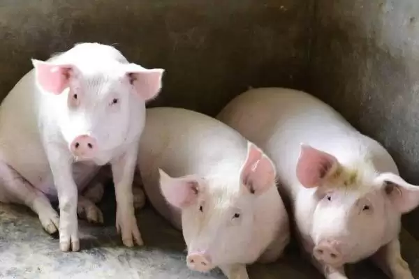 选择猪发烧快速退烧药的方法和重点?养猪要做好哪些用药选择细节?插图3 选择猪发烧快速退烧药的方法和重点?养猪要做好哪些用药选择细节?插图3