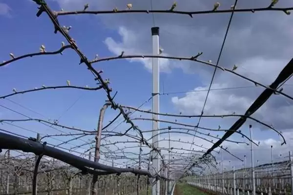 猕猴桃树要怎么进行修剪操作呢 ,猕猴桃树需剪疏生长过密的枝叶插图3 猕猴桃树要怎么进行修剪操作呢 ,猕猴桃树需剪疏生长过密的枝叶插图3