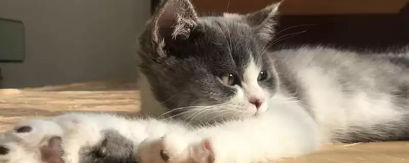 为什么猫咪会有脚臭？探究猫咪脚臭原因要考虑哪些猫咪卫生、生理和环境因素？-会东网