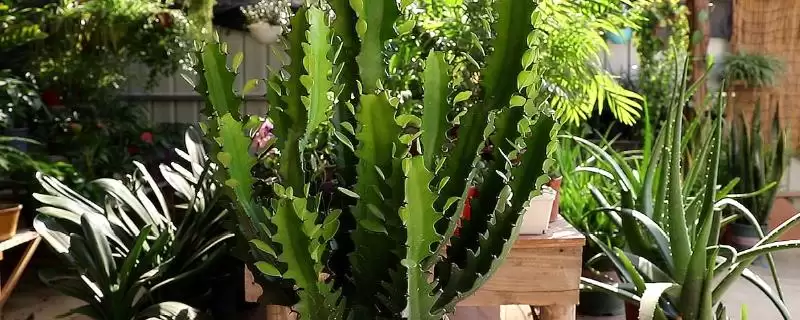 龙骨花的养殖方法 ,龙骨花养殖为何需充足散射光？-会东网