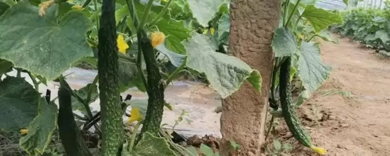 防治黄瓜皴皮的方法和重点?种黄瓜防皴皮要做好哪些细节?-会东网