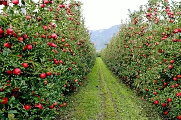苹果缩果病，分为干斑型、木栓型和锈斑型三种插图3