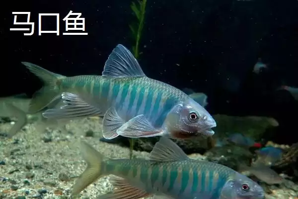 宽鳍鱲和马口鱼的区别 ,宽鳍鱲胸鳍的黑色斑点有何特征？插图2
