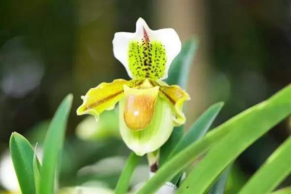 兰花开花期的浇水问题 ,兰花开花时为何选特定水浇水？插图6